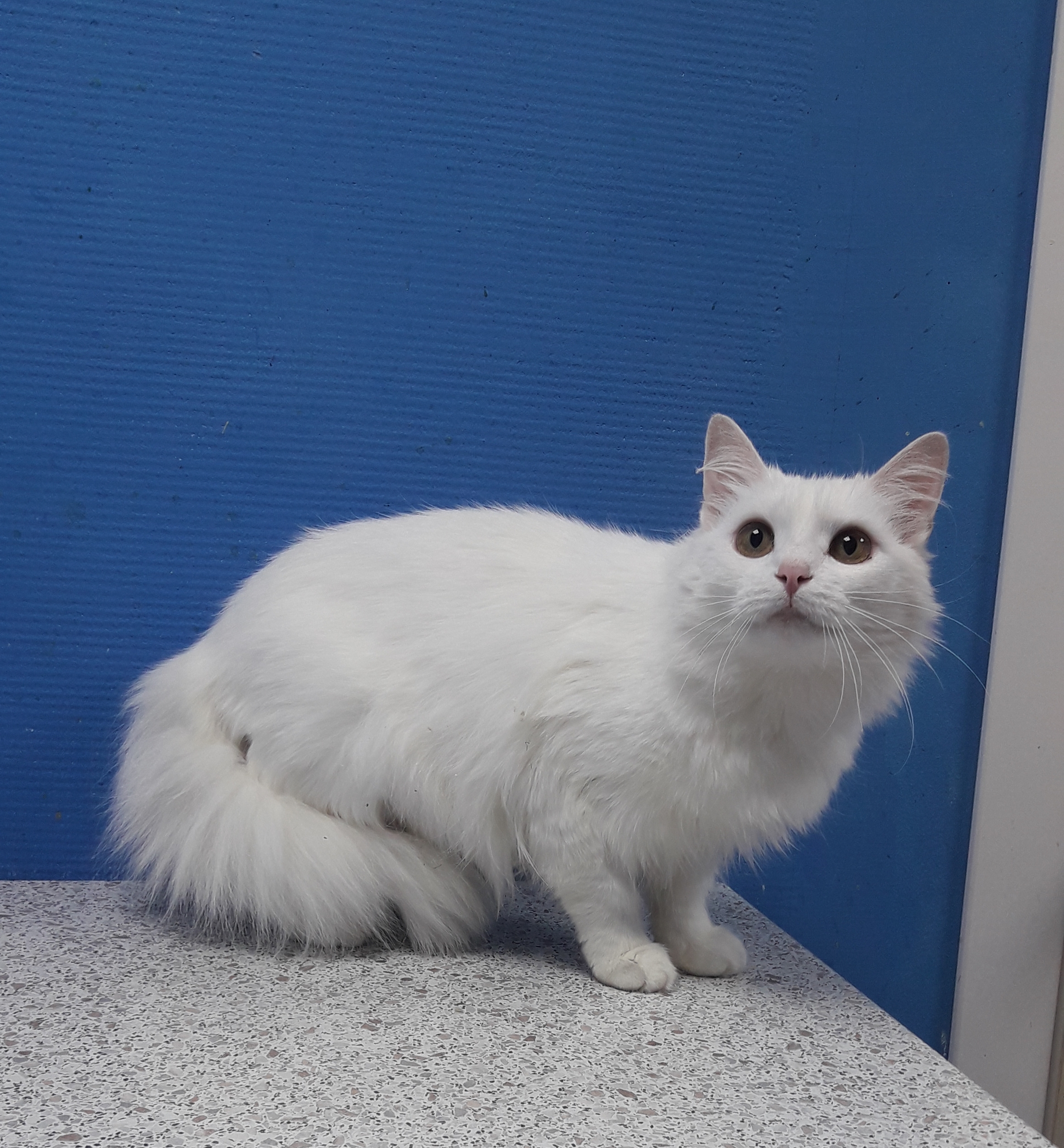 котэ