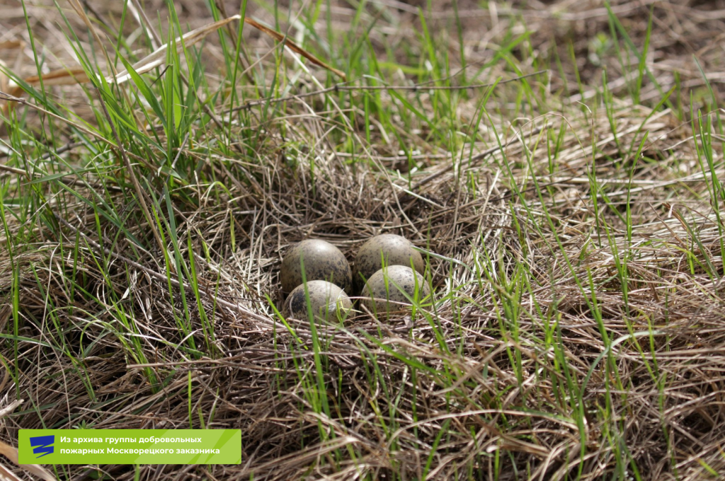 Плашки для видео.png