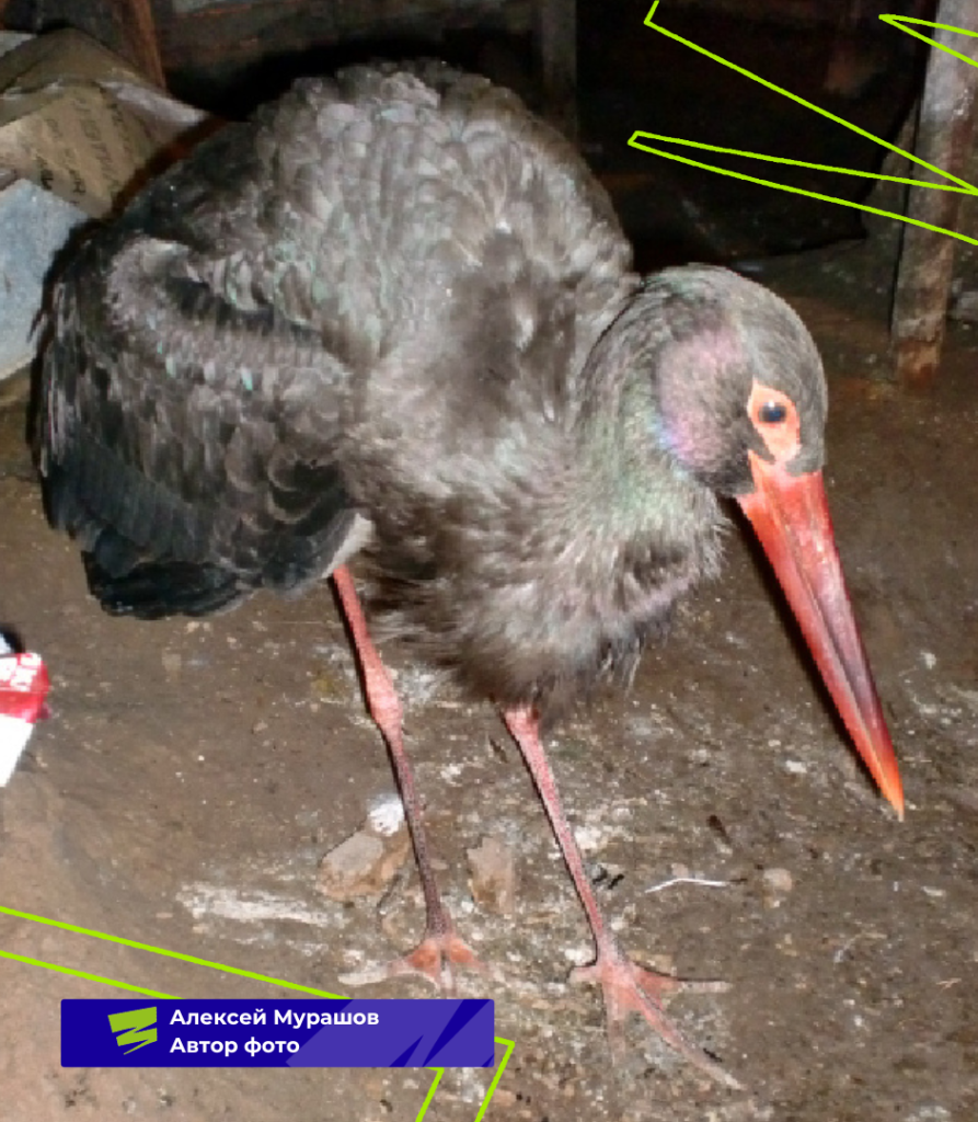 Плашки для видео (21).png